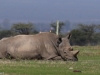 Sudan, the last Northern White Rhino male in his final days