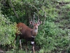 Bushbuck