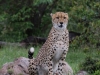 Now this is something to get excited about - we haven't even reached the camp and now have seen lions and a cheetah