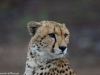 On my last day, a spectacular cheetah