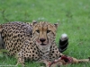 We watched this male cheetah from the deck of Eagle View make a kill of a small gazelle