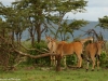 Eland