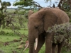 Fun to watch how the ellies wrap their trunk around the plants and extract them