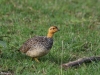Coqui Francolin