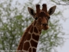 Reticulated giraffe