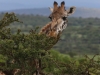 Masai giraffe browsing at the end of the day