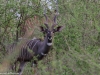 Male Greater kudu