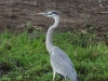 Grey-headed heron