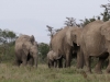 Daniel said we find elephants this afternoon and we really did