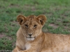 One of a pride of lion cubs