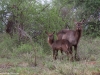 Mother and young Common Waterbuck