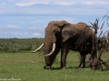 The Five Legged Elephant