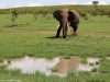 Is that a friend in the pond