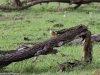 Rock thrush
