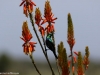 Sunbird, probably Marico