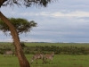 Lots of food for grazers