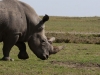 White rhino
