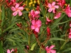 Beautiful flowers at Lake Naivasha Sopa