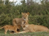 One of the lionesses seemed to not be feeling well