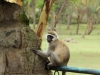 Vervet monkey on sneak attack