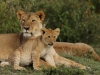 Tender care