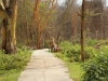 Walking on the path at Lake Naivasha Sopa - a beautiful Waterbuck
