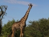 Giraffes make for photographic challenges