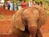 A bonus trip to the David Sheldrick Wildlife Trust