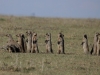 Big convention of banded mongoose