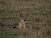 Black back jackal always on the scrap lookout