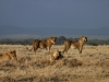 Early morning lions