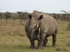 Beautiful white rhino