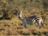 Sunset zebra