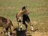 So excited... wild dogs at Ol Pejeta Conservancy