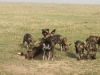 Everyone is ready to hunt
