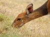 Bushbuck outside my tent