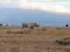 In the shadows of Mt. Kenya