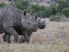 Black rhinos