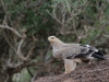 Tawny eagle
