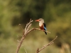 Grey-headed kingfisher