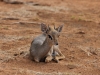 Samburu dik dik