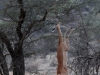 Gerenuk at Samburu