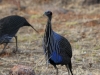 Vulturine guineafowl