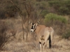 Beisa oryx