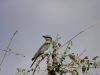 Eurasian roller
