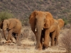 These Samburu elephants are not to be messed with