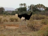 Look closely at the somali ostrich with baby