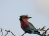 Lilac-breasted roller
