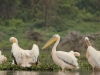 Pelicans at Lake Naivasha