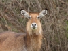 Waterbuck on Crescent Island
